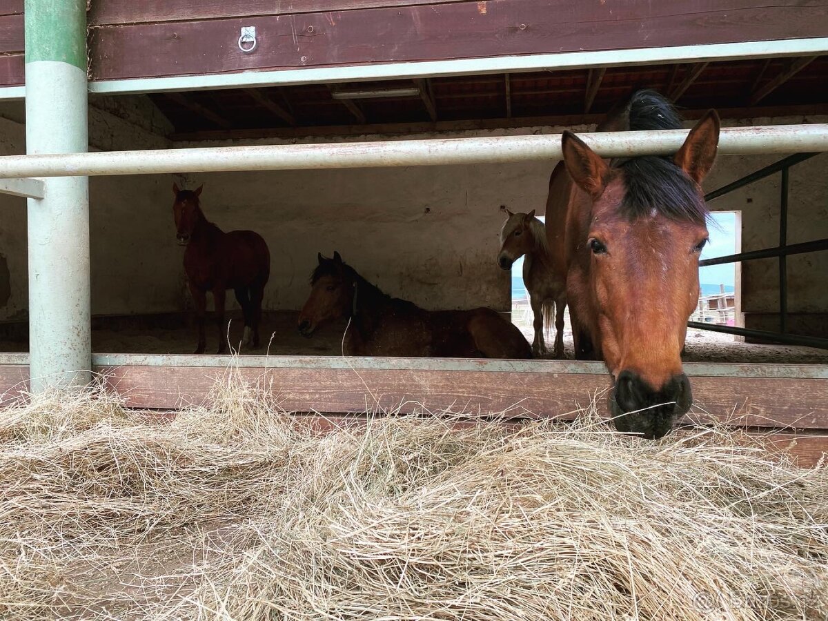 Pastevní ustájení Kočvary