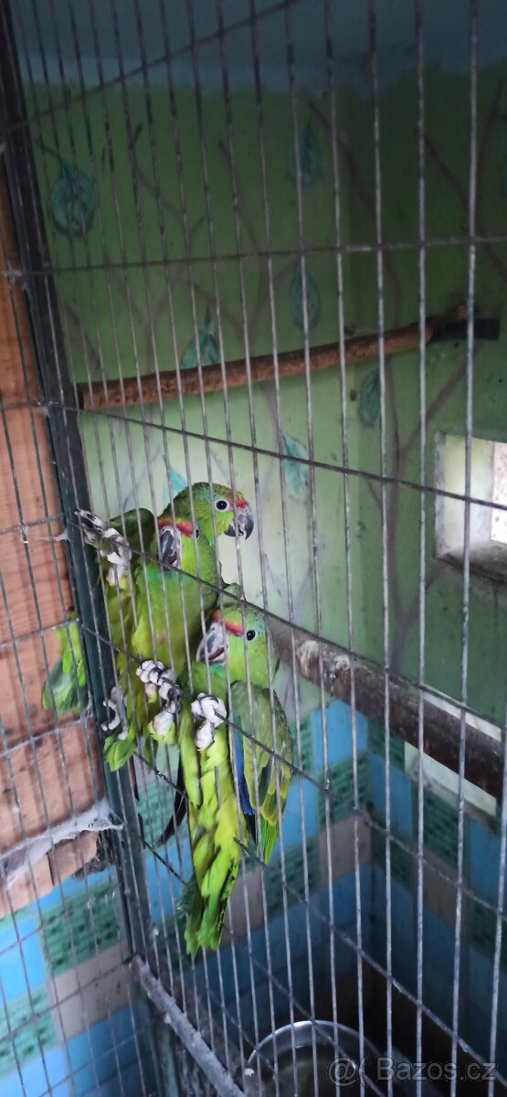 Letošní mládě 1,0