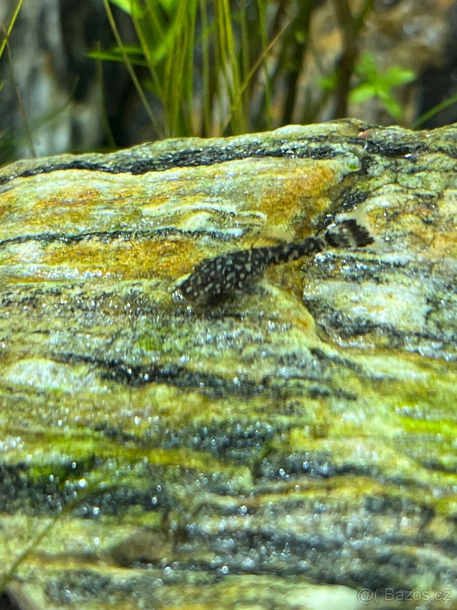Akvarijni rybičky, rostliny - Ancitrus, krunýřovec