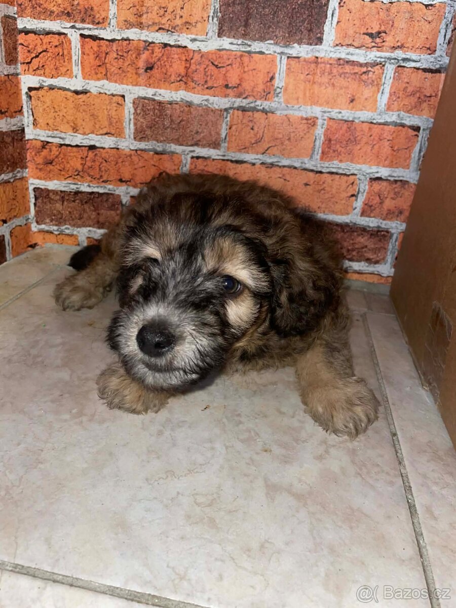 Krásné štěňátko chlapecek