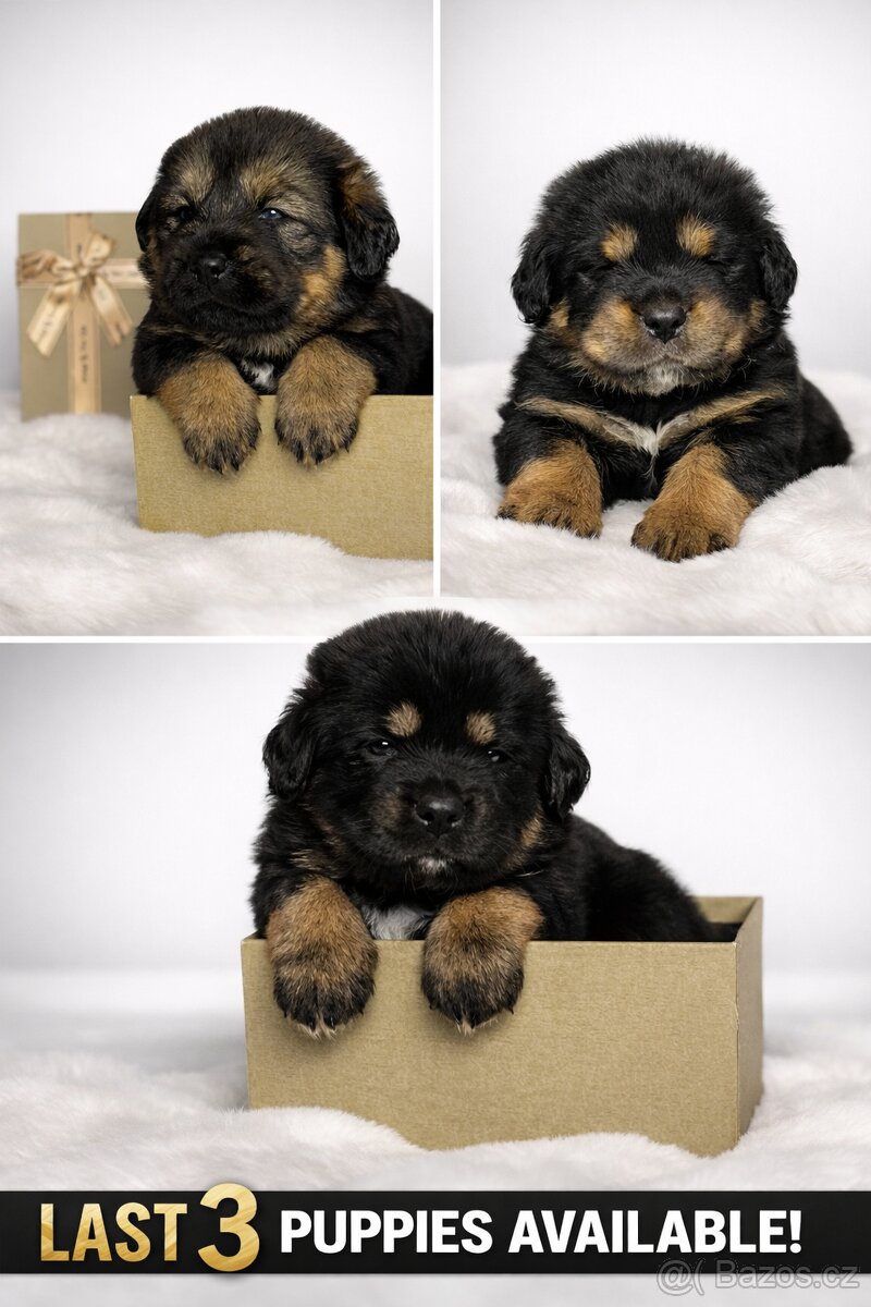 Tibetska Doga šteniatka s PP