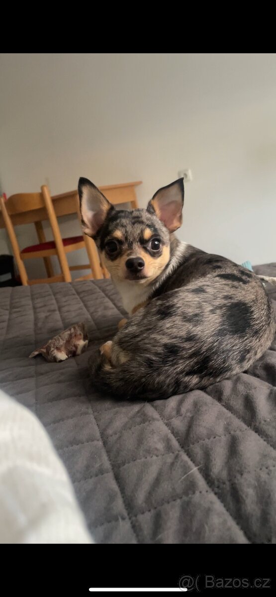 Prodám pejska čivavy, 6 měsíců, chodí na toaletu, očkovaný,