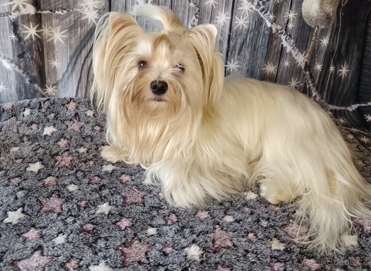 Jorkšírský teriér, Yorkshire golddust s PP