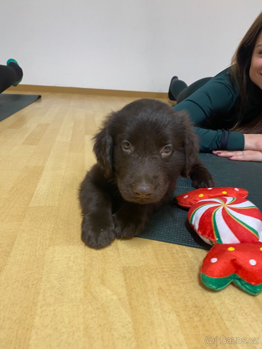 AKTUÁLNÍ - Flat Coated Retriever - hnědé štěňátko