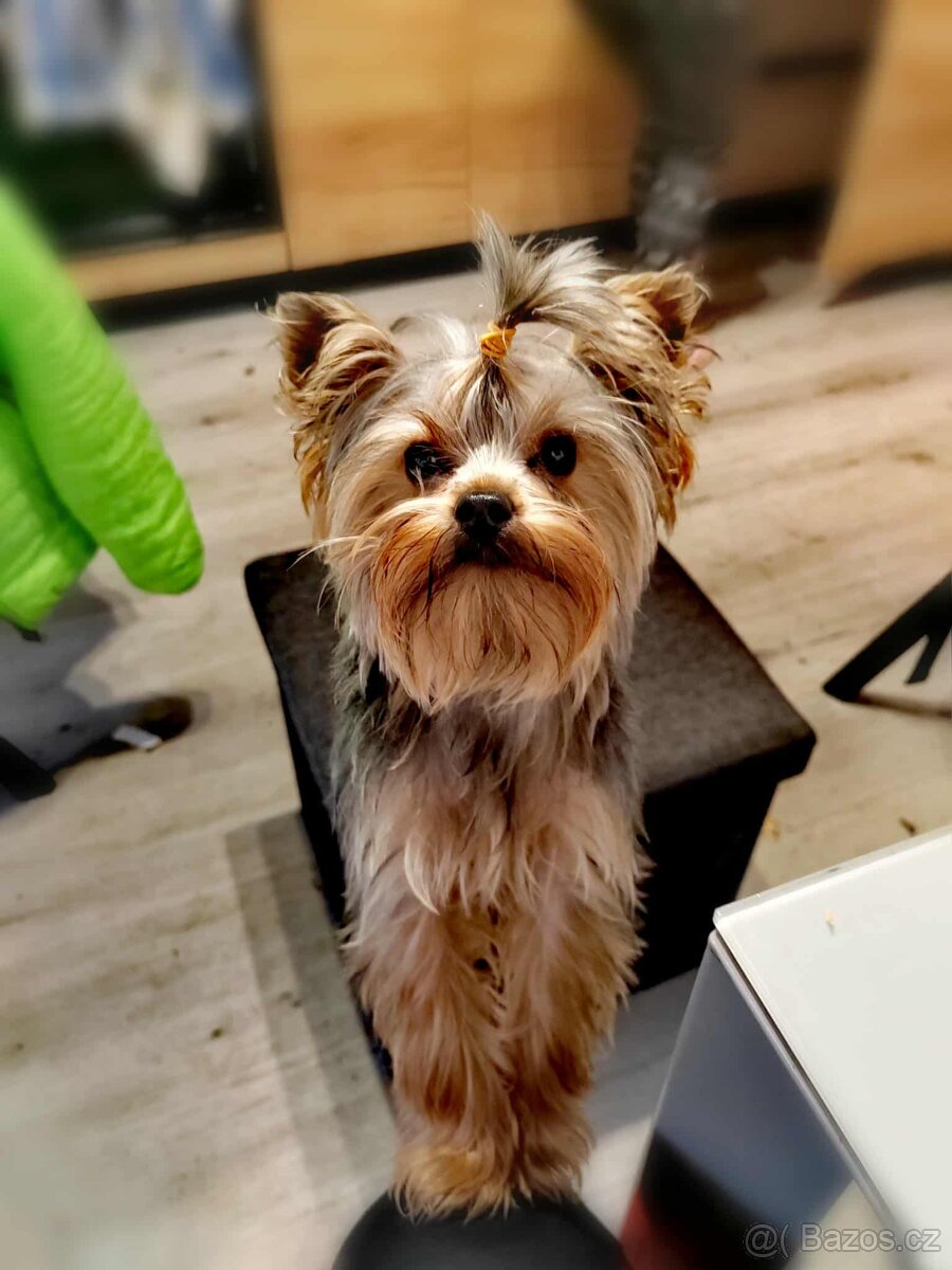 Yorkšírský teriér ke krytí