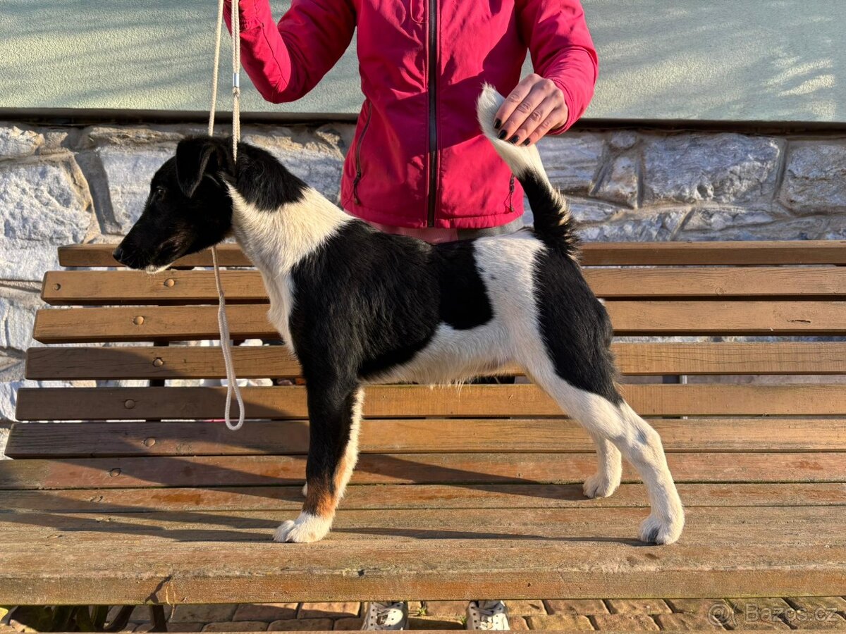 Foxteriér hladkosrstý - mimořádná nabídka