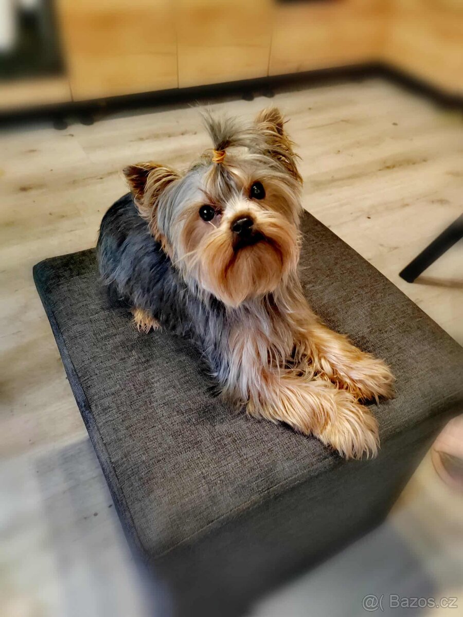 Nabízím ke krytí krásného yorkšira s Pp