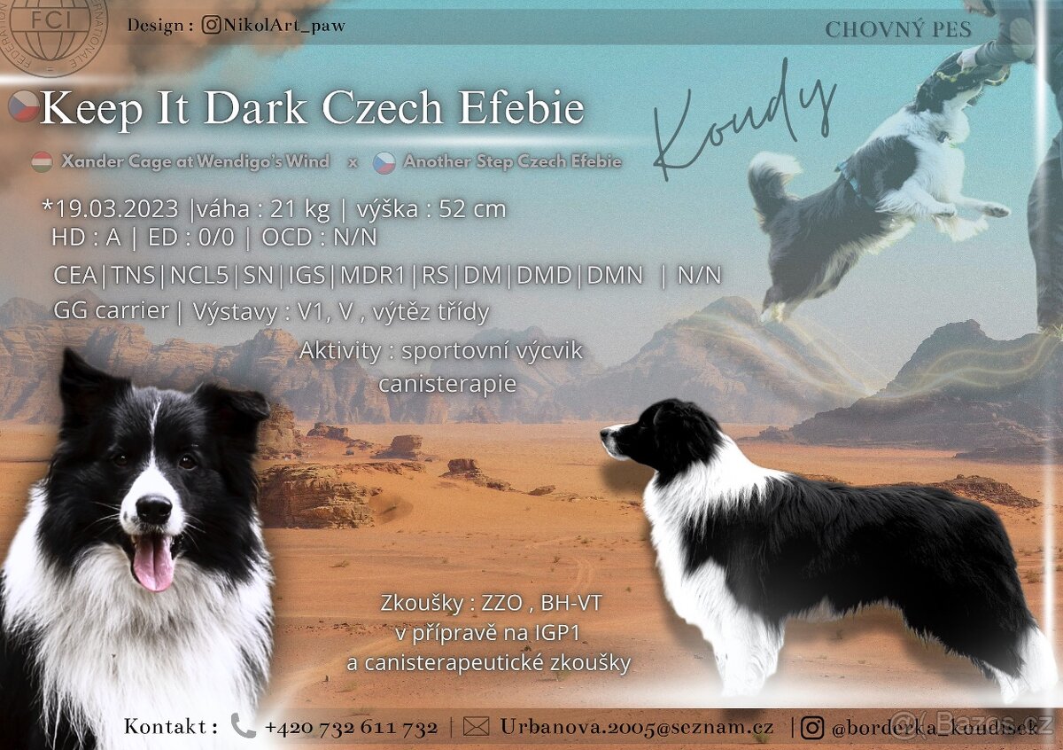 Border Kolie - ke krytí