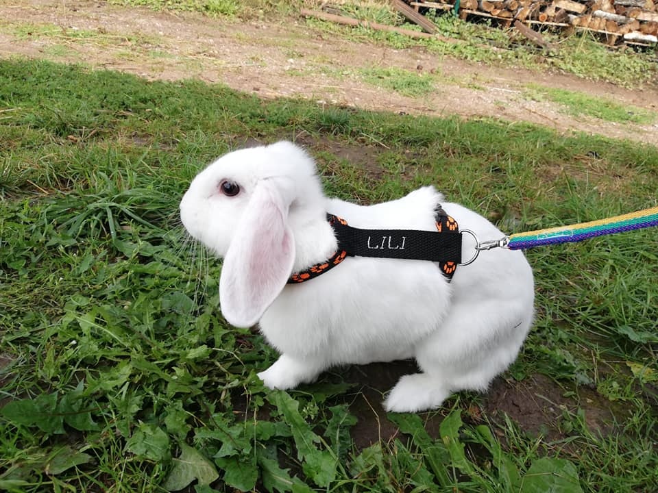 kšírky se jménem králík