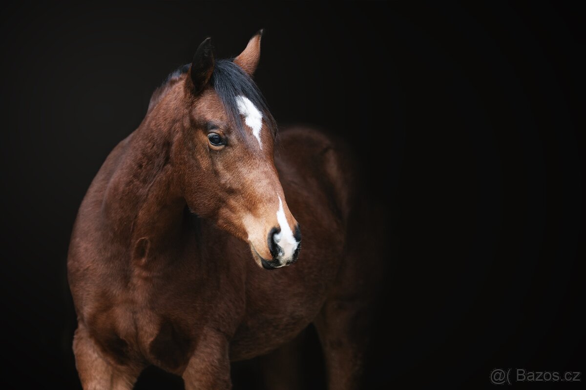 Na jaře tříletý valášek ApHC