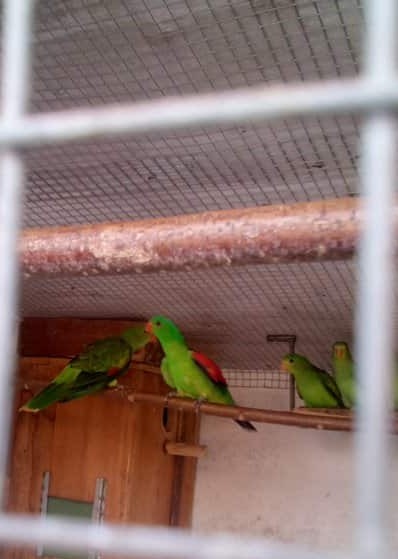 Papoušek červenokřídlý, papoušek královský a penanti