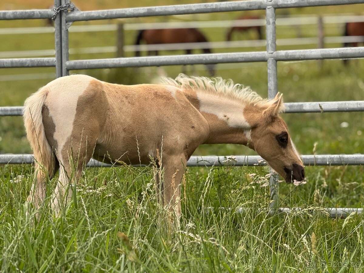 Pony hřebeček nar. 31.5.2025