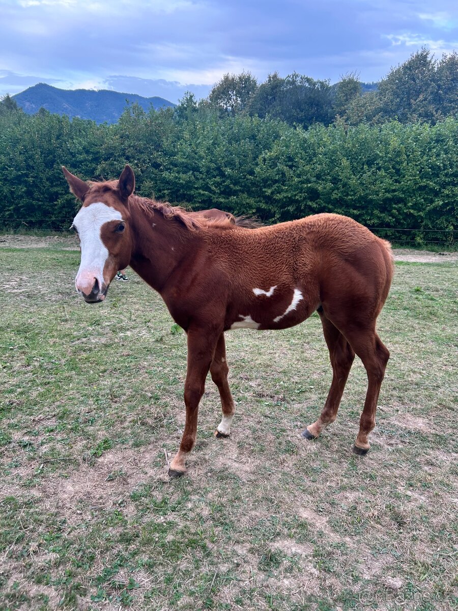 Kontaktní Paint Horse do sportu