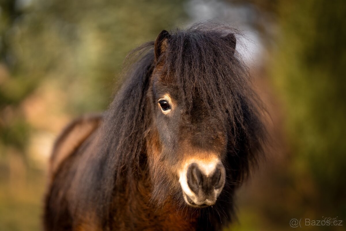 Shetland pony