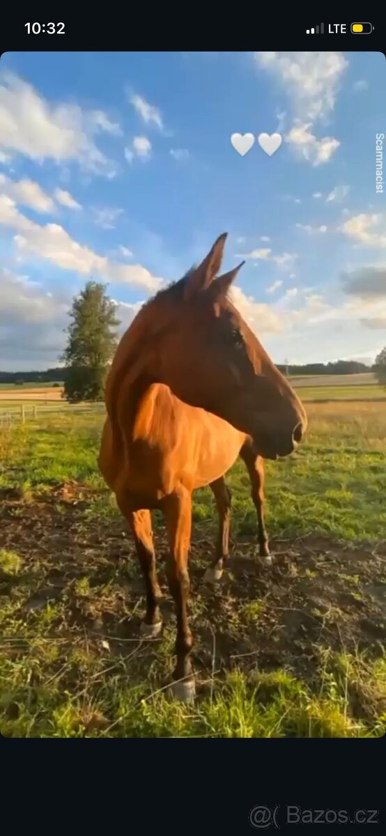 Prodám klisnu CS 15 let