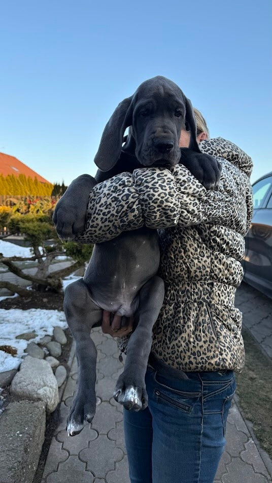 Německá doga modrá s PP Eryx Blue HH 9,5 týdne - PRODÁNO