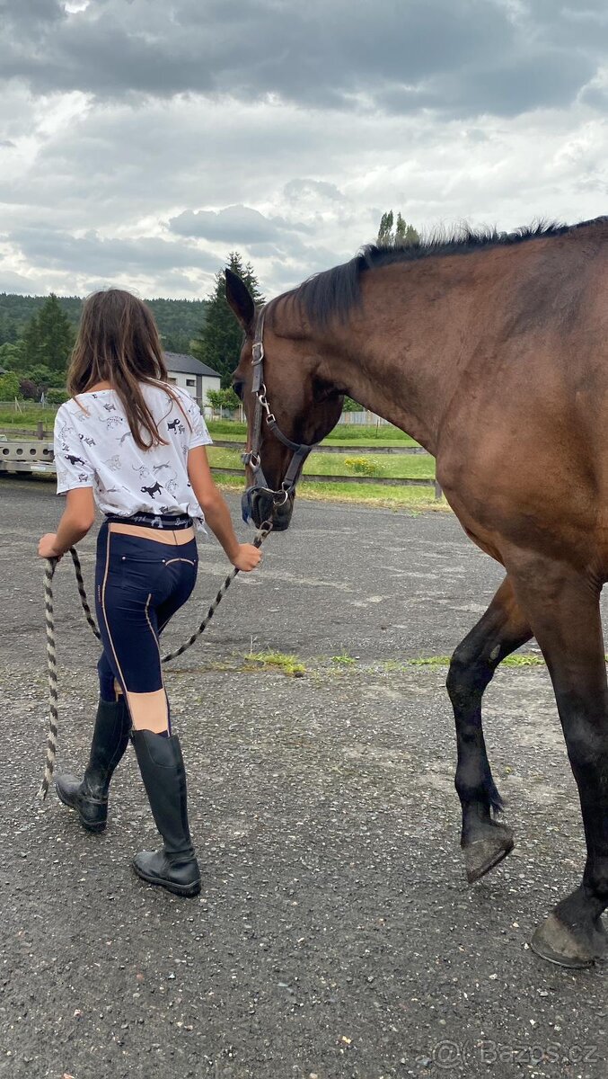 Hledám koně k pronájmu