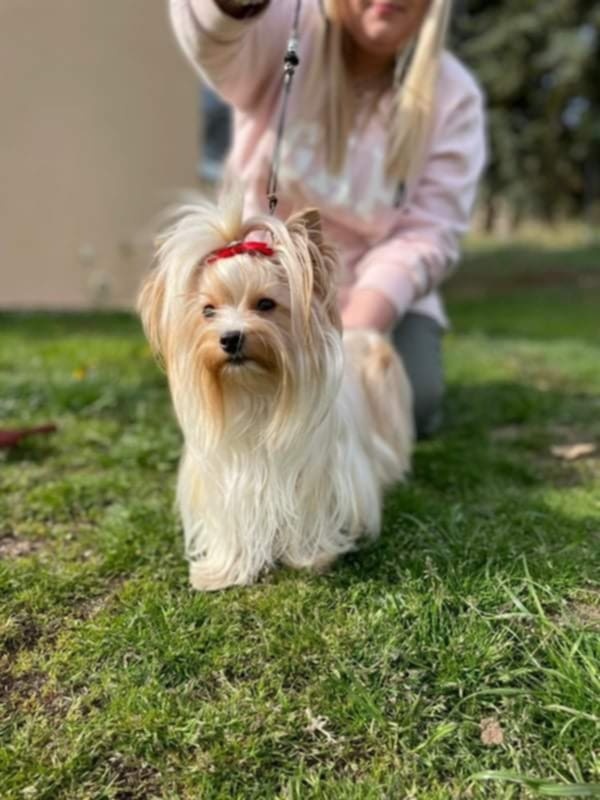 Yorkshire teriér, holčička