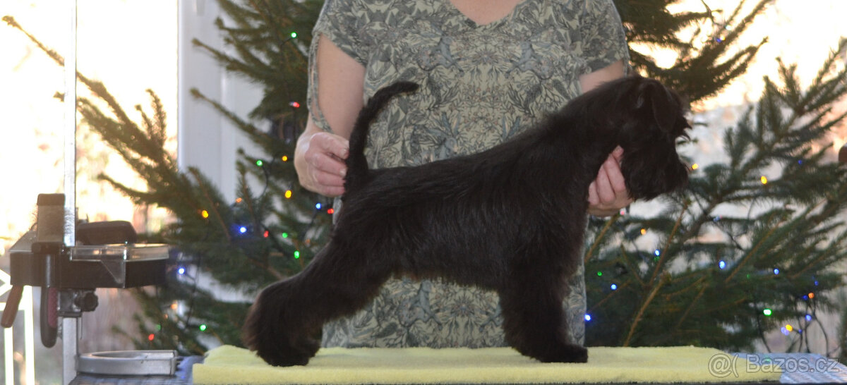 Knírač malý černý - top psík s PP