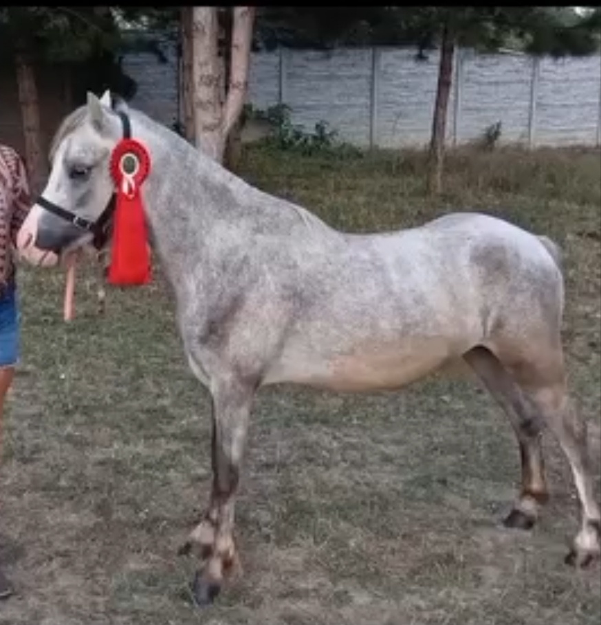Welsh Mountain Pony