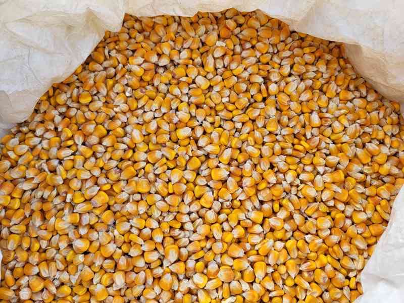 Kukuřice a šrot