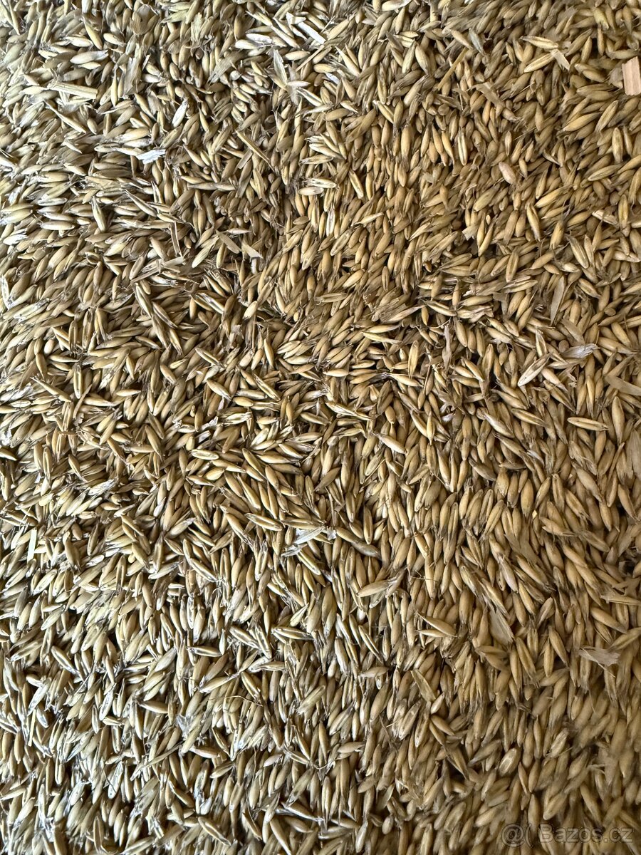 Pšenice, ječmen, oves, bob