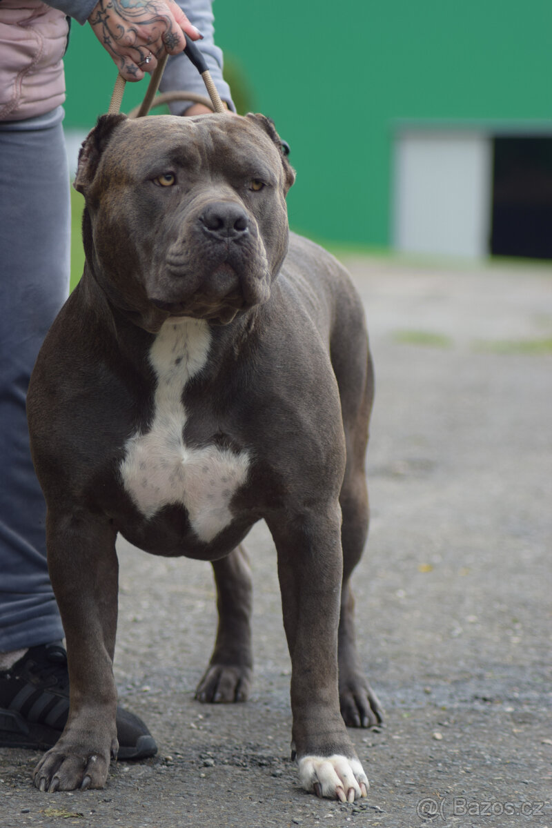 American bully XL - krytí