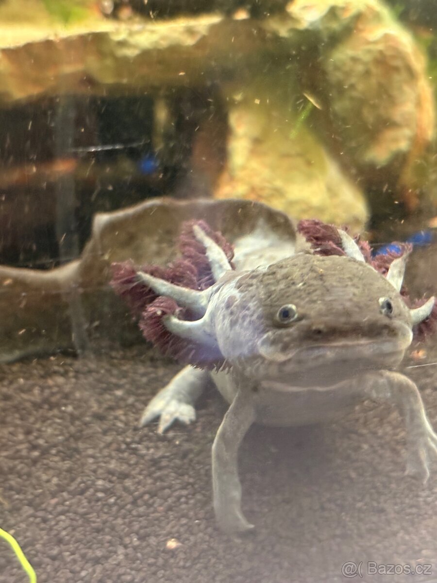 Prodám Axolotla - Akvarium s vybavením