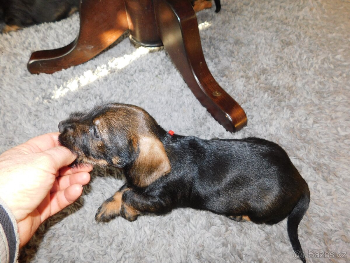 Šteniatka jazvečíka hrubosrstého štandard