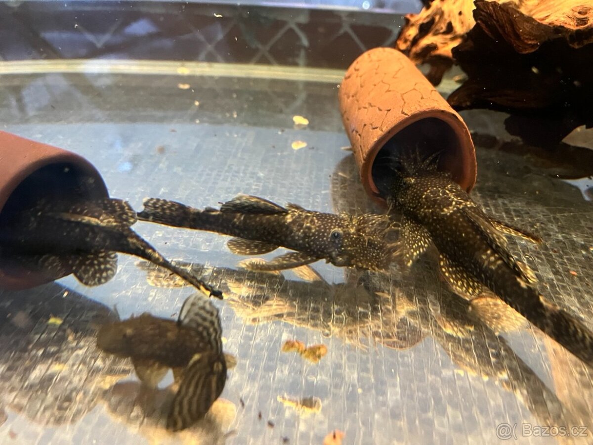 Krunýřovec Ancistrus