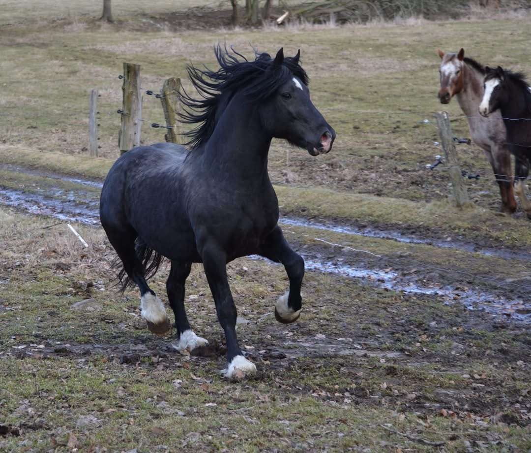 Welsh cob připouštění