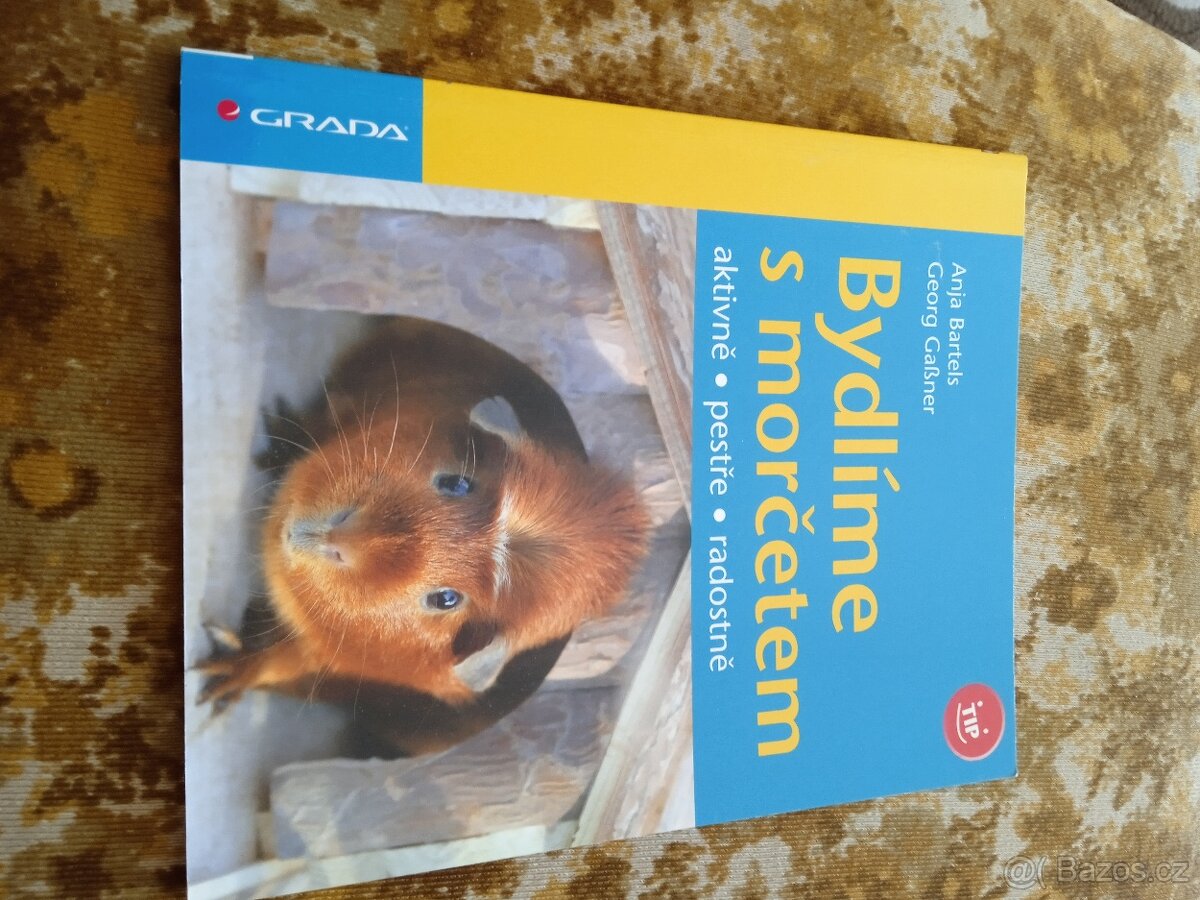 Bydlíme s morčetem