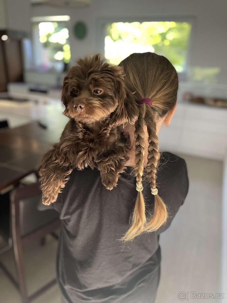 Rusky bolonsky psík