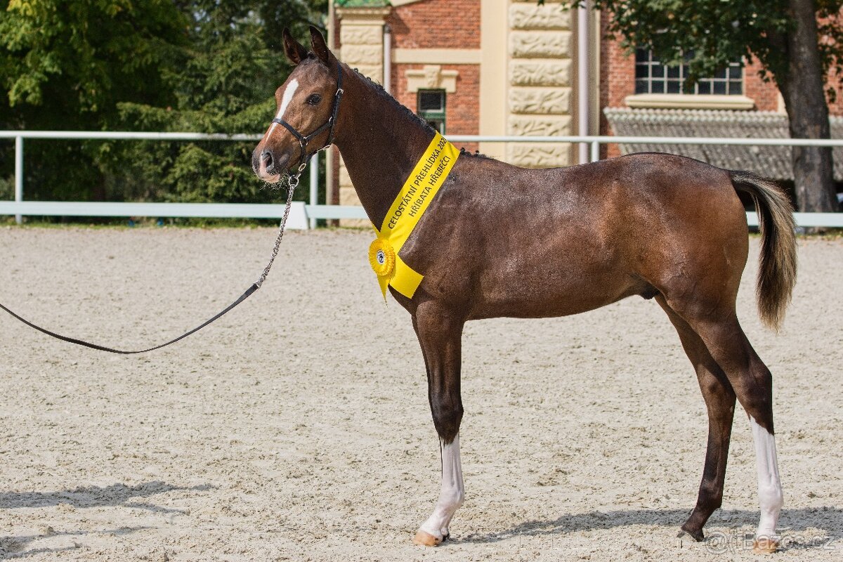 Drezurní roční hřebeček