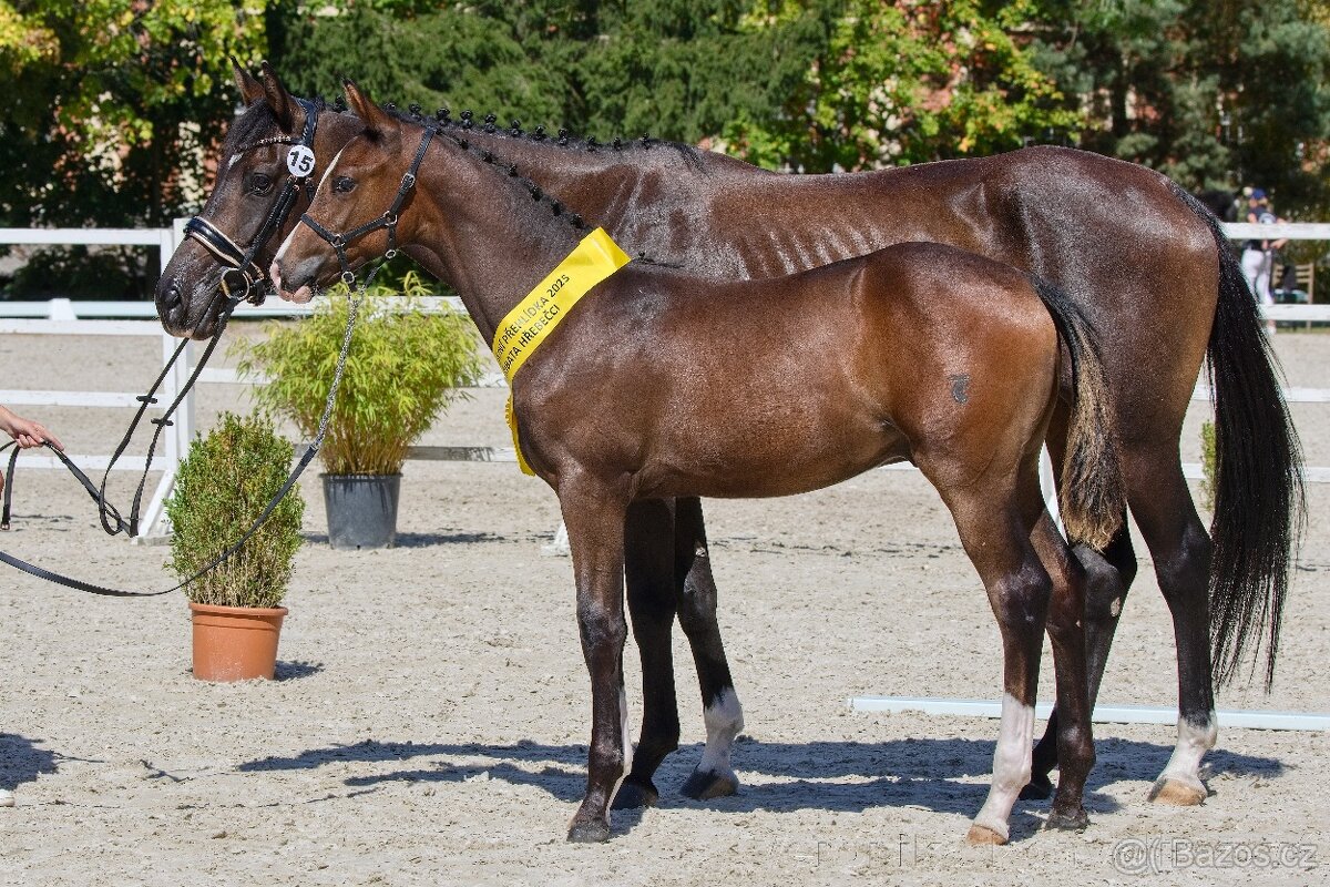 Drezurní hřebeček