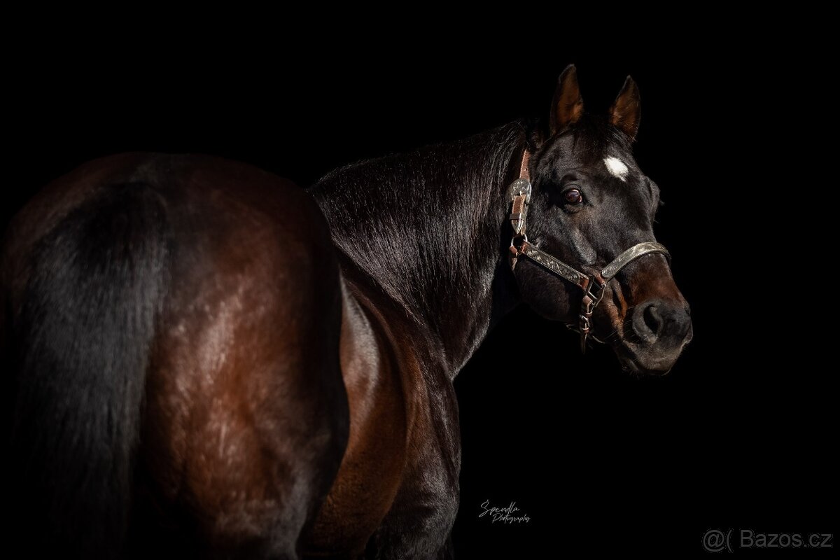 Připouštění AQH JK DR Charley