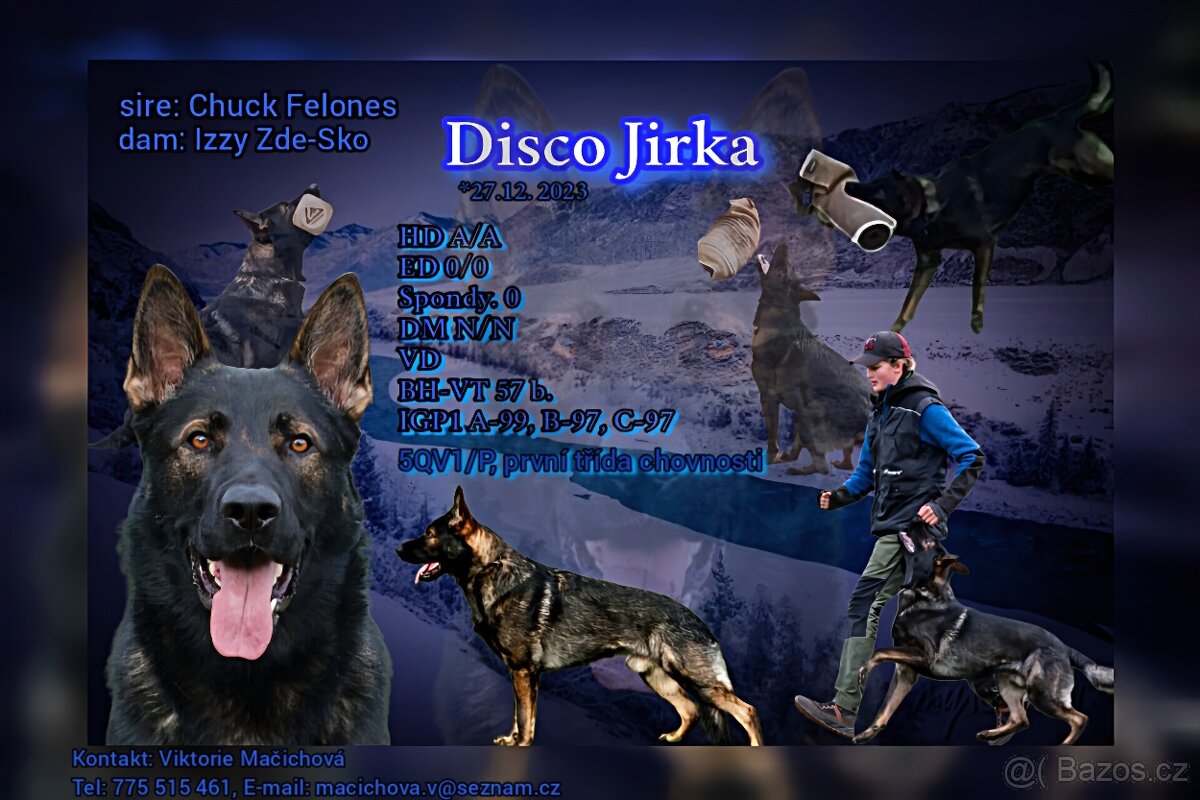 Německý ovčák s PP, nabídka krytí