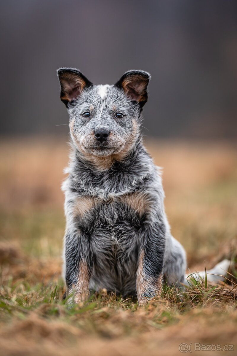 Australský honácký pes s PP