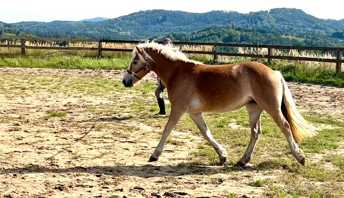 Kvalitní klisna hafling