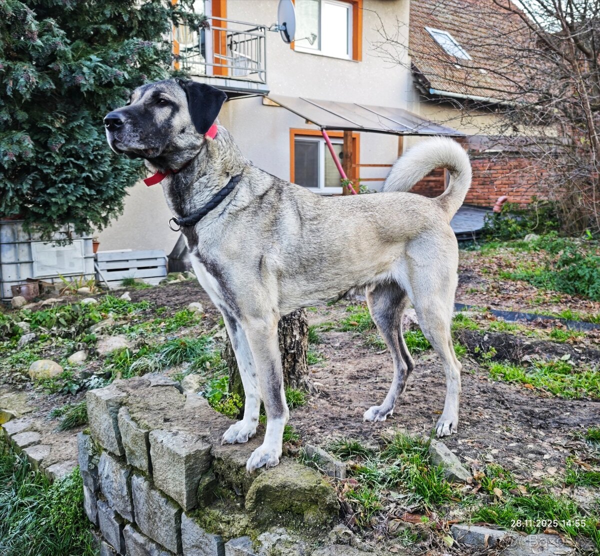 Kangalský pastevecký pes