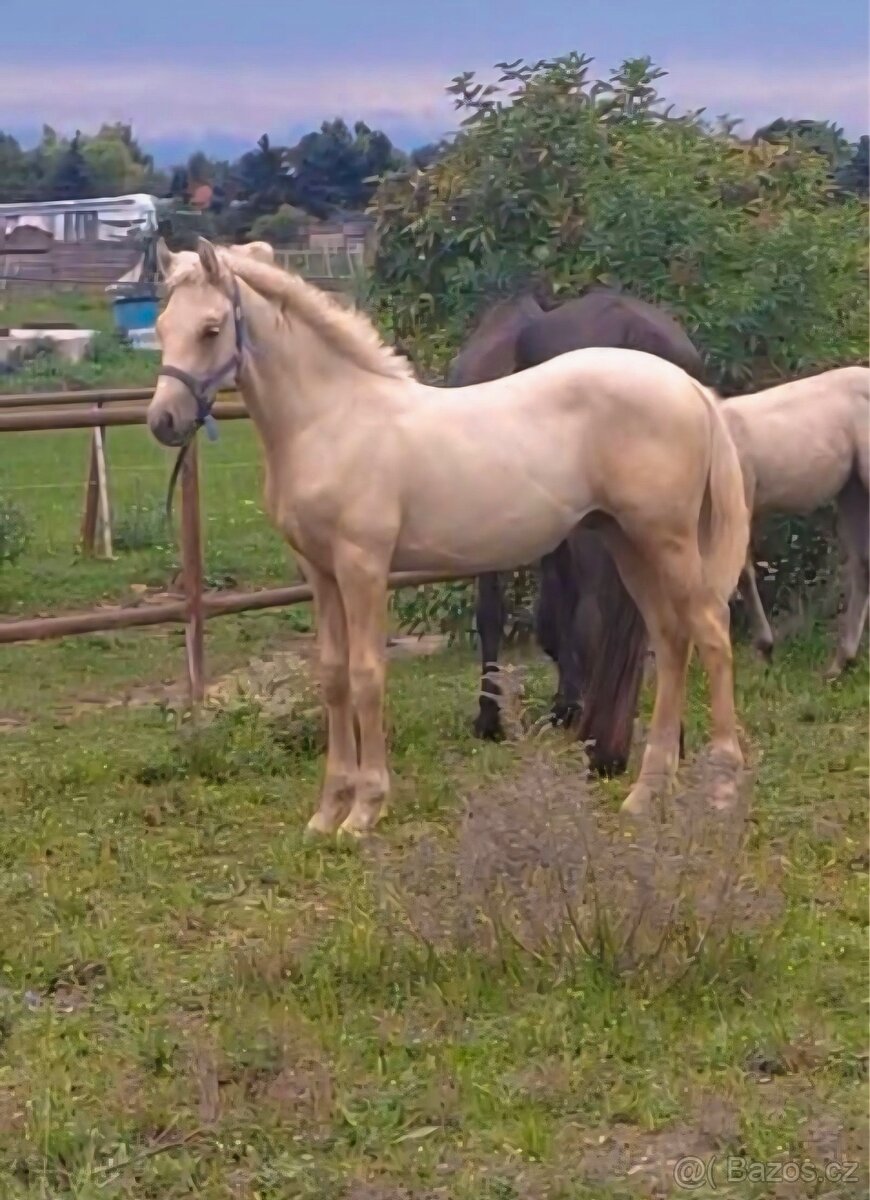 Atraktívny palomino žrebček