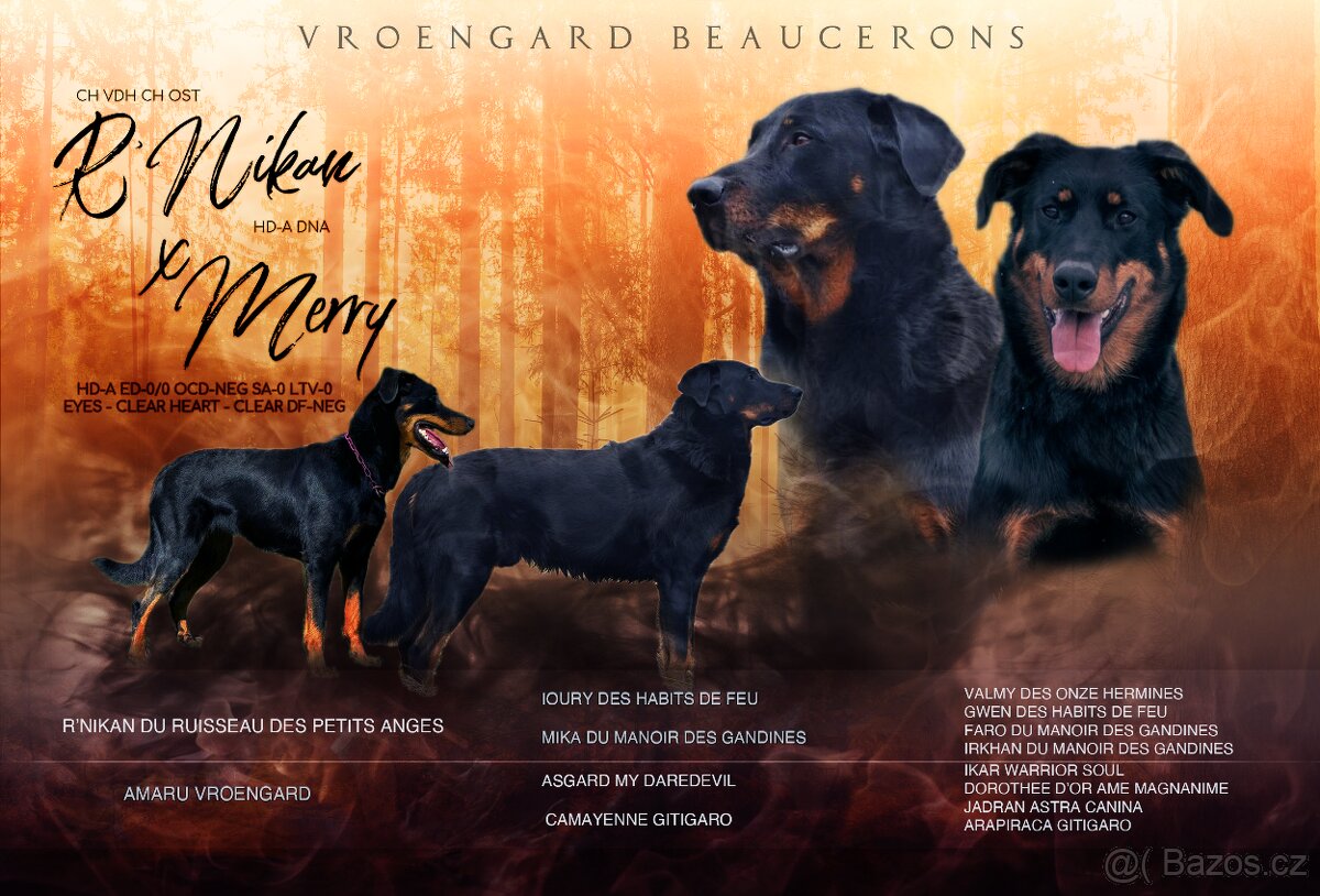 Beauceron s PP