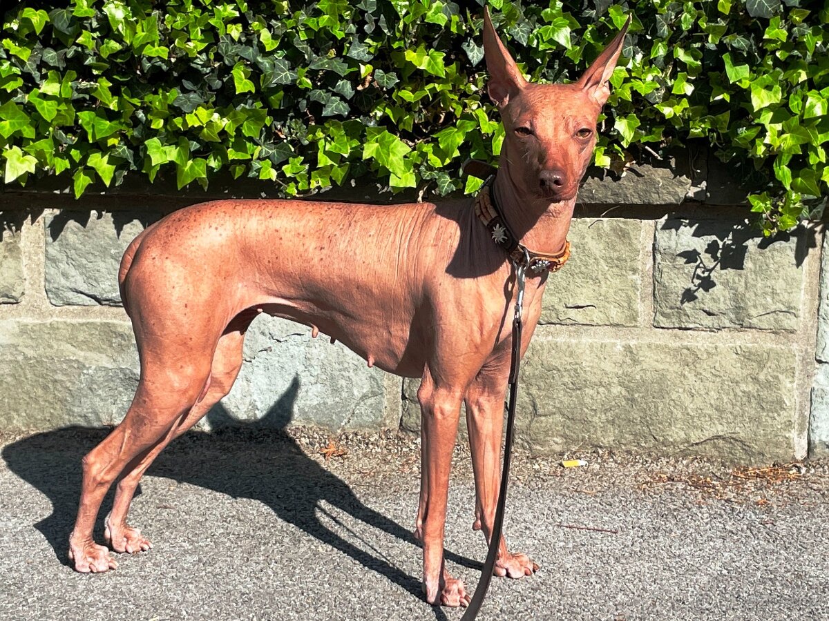 Peruánsky naháč malý