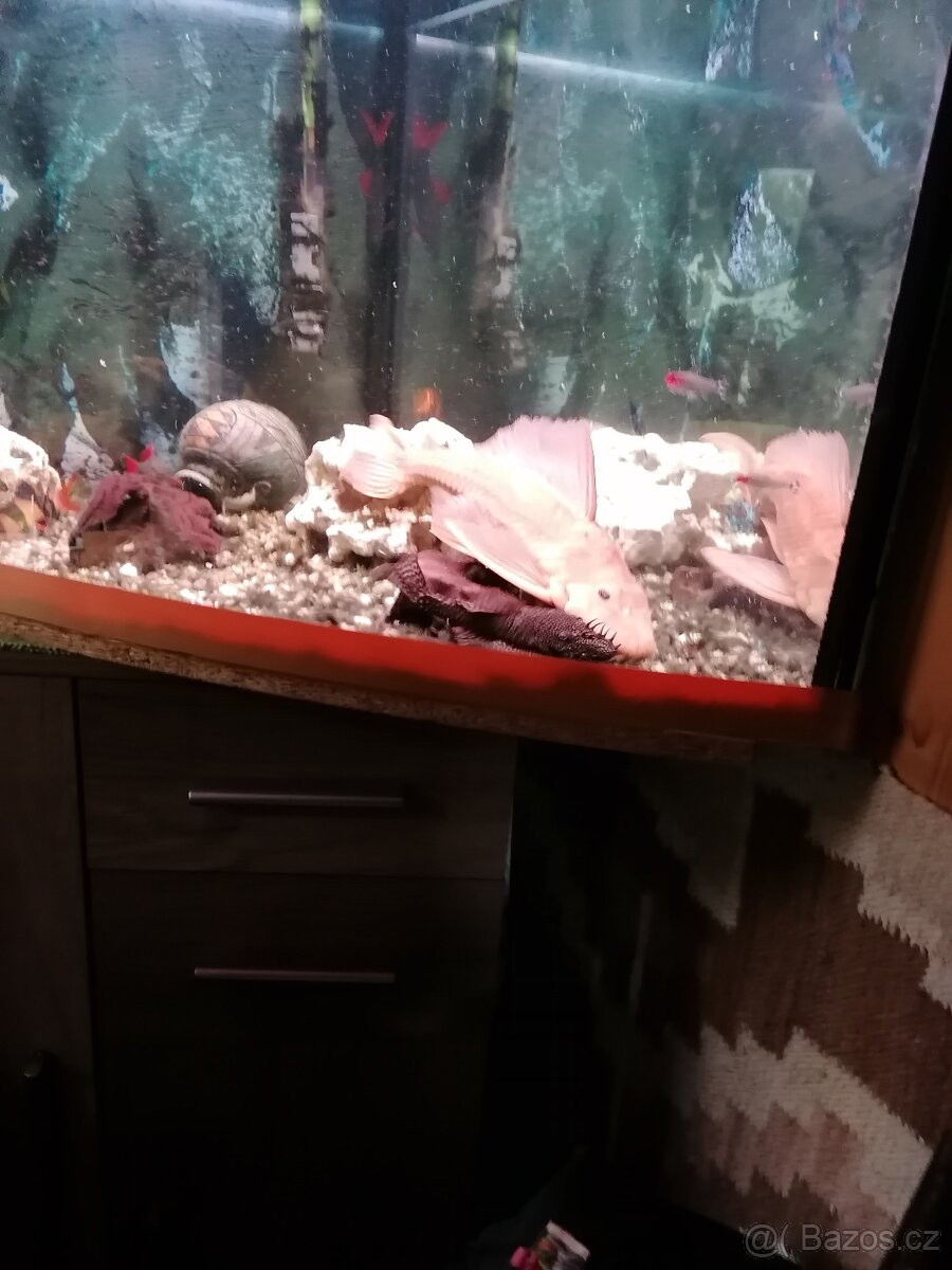 Rohové akvárium 120 l