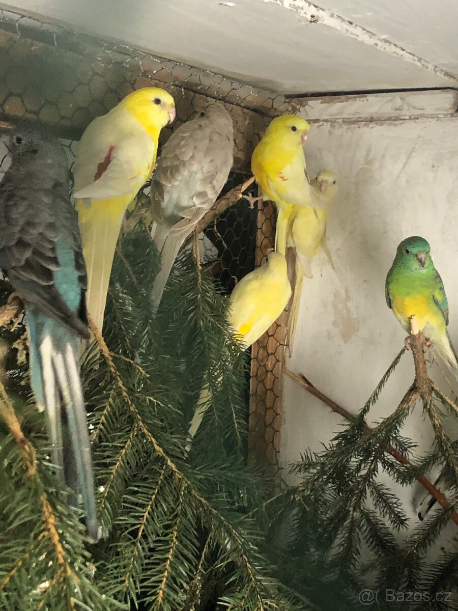 Prodam Papoušek zpěvavy