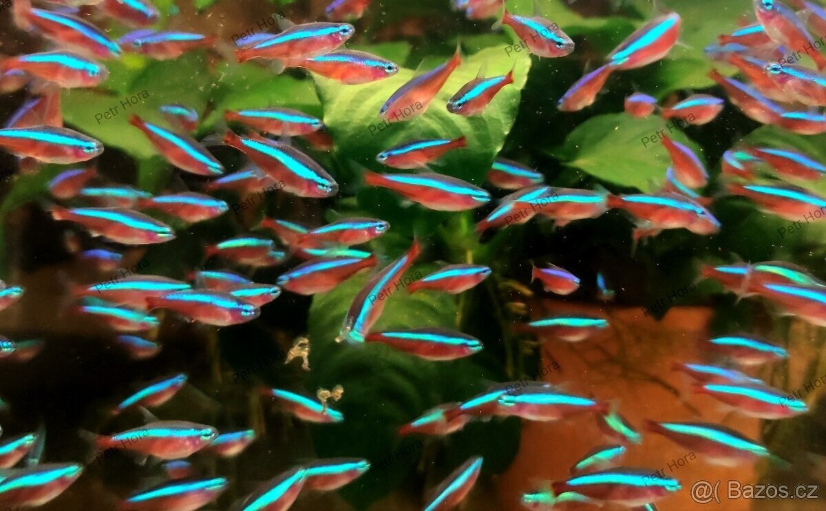 Neonka červená a obecná