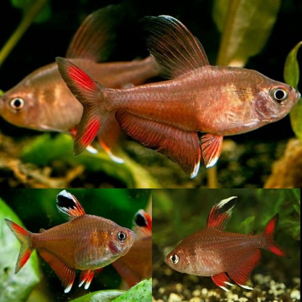 Tetra ozdobná var.white fin