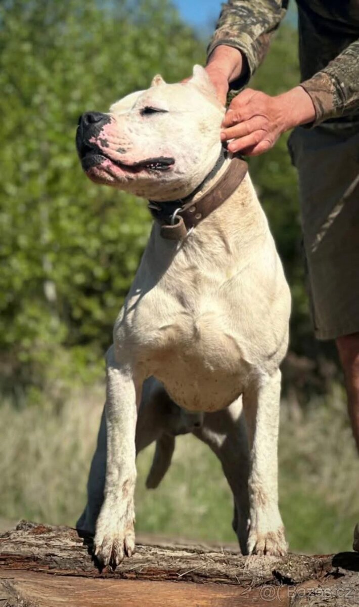 Argentinská doga - krycí pes s PP