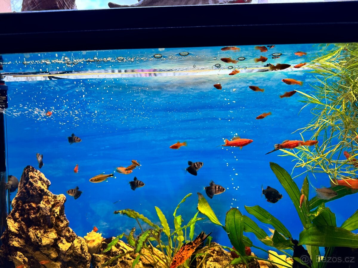 Prodám MEČOVKY ADA