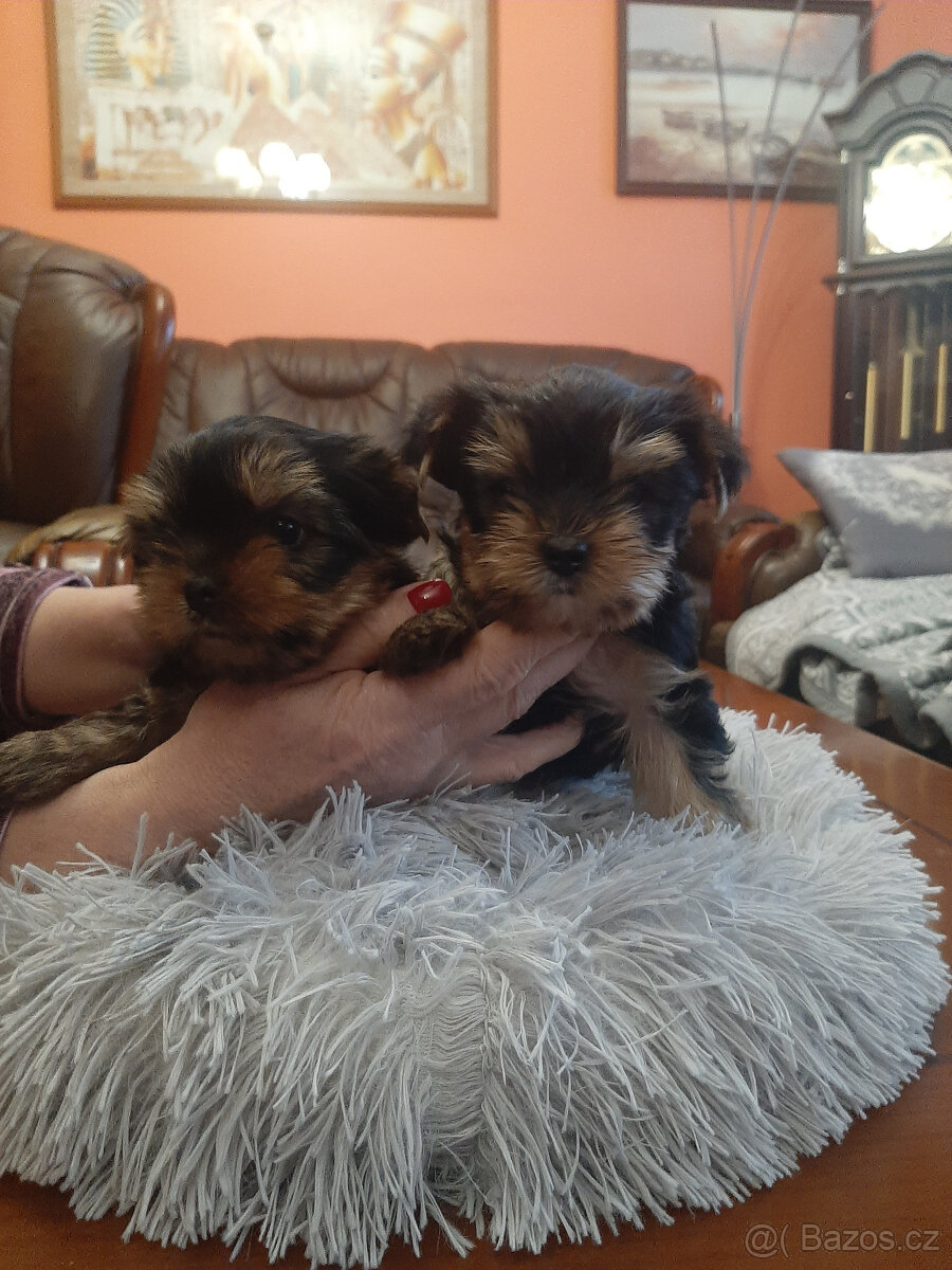 Jorkšírský teriér